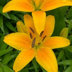 Meet your Posher, Haley